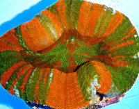 Scolymia australis - Scolymia australis ultra (E 01032/24) Scolymia australis - Scolymia australis ultra (E 01032/24)