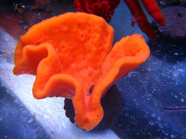 Demospongiae spec. - orange sponge