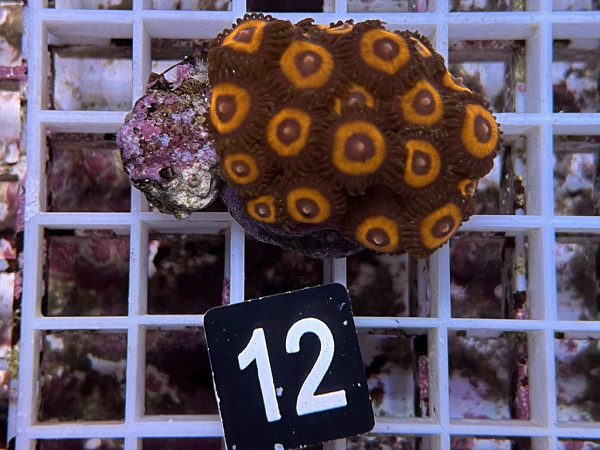 Zoanthus spec. - kleine Krustenanemonen Frag (12)
