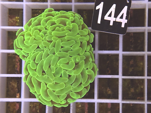 Euphyllia ancora neon green (144)