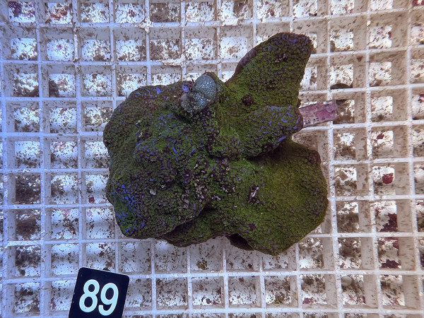 Montipora danae (89)