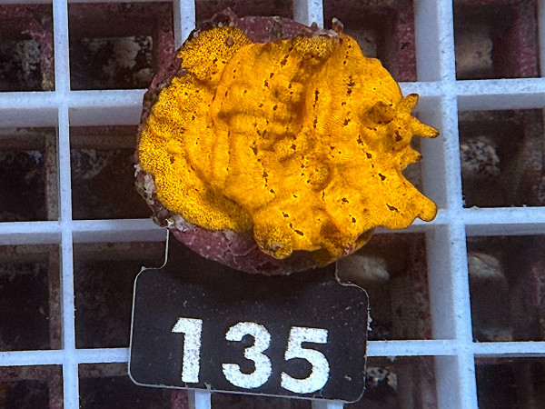 Leptoseris sp. orange (135)