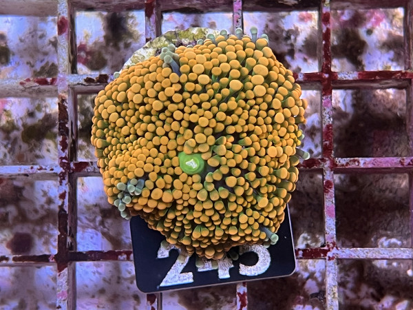 Ricordea floridae - Florida-Scheibenanemonen orange (243)