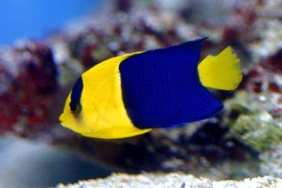 Centropyge bicolor - blaugelber Zwergkaiser