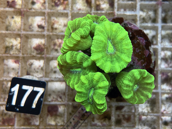 Caulastrea spp. - neongrün (177)