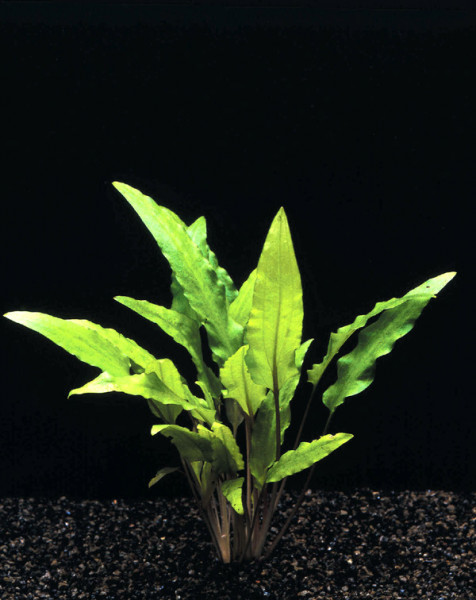 Cryptocoryne wendtii - Green Pflanzen im Topf