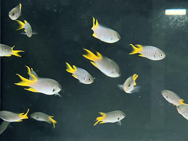 Neopomacentrus azysron - Keil-Demoiselle