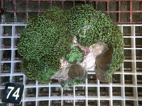 Rhodactis sp. - Fussel-Scheibenanemonen (74)