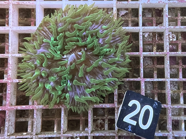 Fungia spec. green (20)