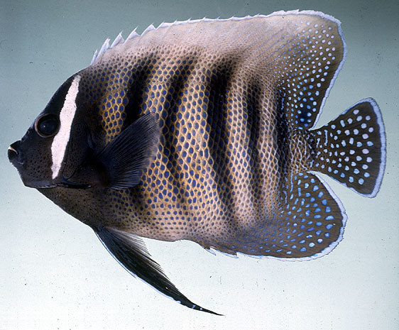 Pomacanthus sexstriatus - Sechsstreifen-Kaiserfisch adult