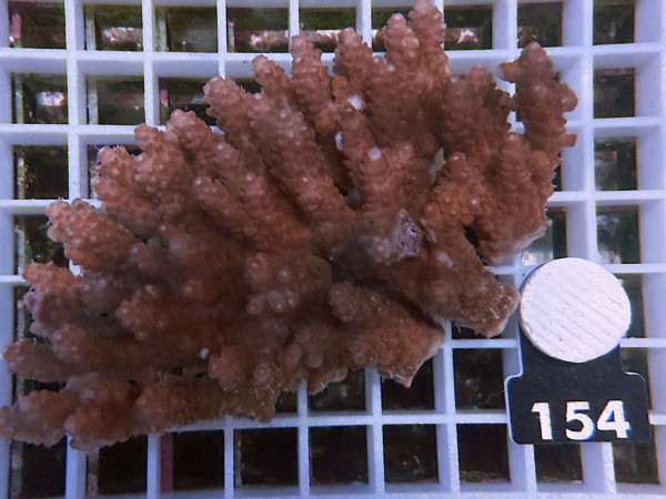 Acropora sp. ultra (154)