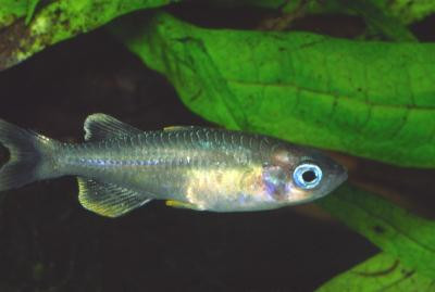Telmatherina bonti - Sonnenstrahlenfisch