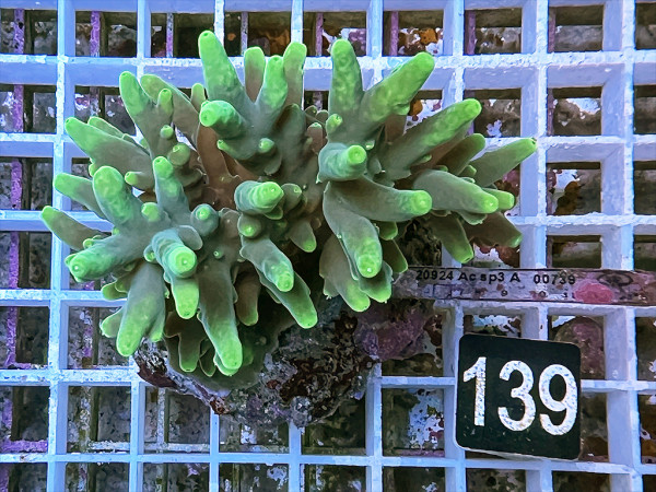 Acropora caroliniana (139)
