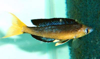Cyprichromis microlepidotus - Kleinschuppiger Kärpflingbuntbarsch