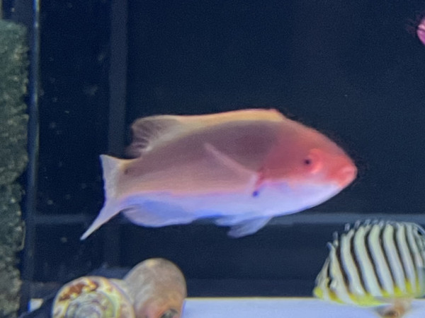 Cirrhilabrus luteovittatus - Gelbstreifen-Zwerglippfisch, Weibchen