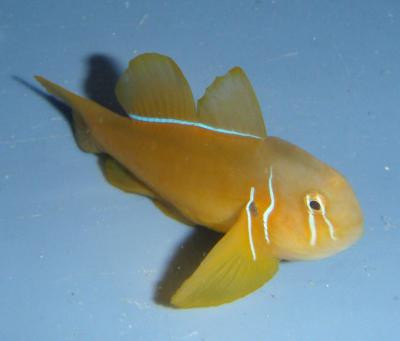 Gobiodon citrinus - Zitronen-Korallengrundel