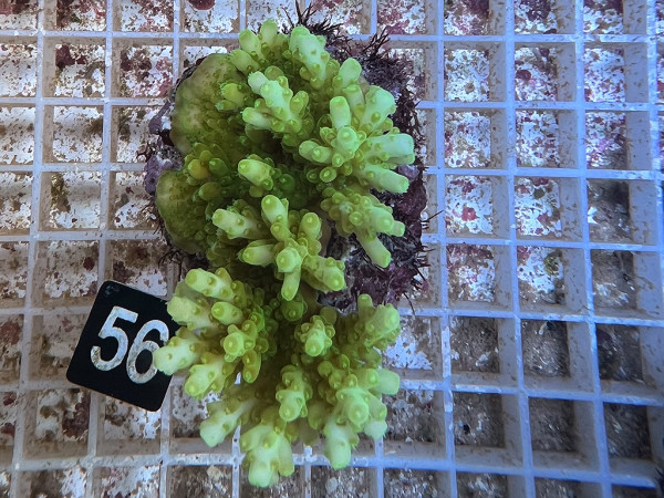 Acropora spec. (56)