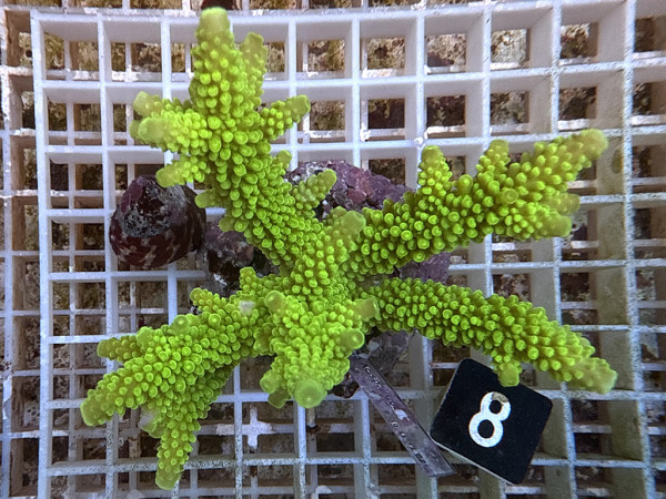 Acropora formosa (8)