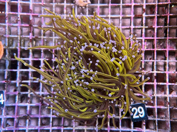 Euphyllia glabrescens - Indo Golden Torch (29)