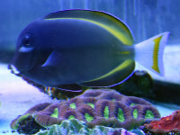Acanthurus nigricans - Samt-Doktorfisch Acanthurus nigricans - Samt-Doktorfisch