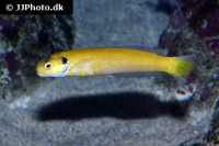 Hoplolatilus luteus - Schwefel-Torpedobarsch Hoplolatilus luteus - Schwefel-Torpedobarsch