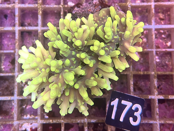 Acropora caroliniana (173)