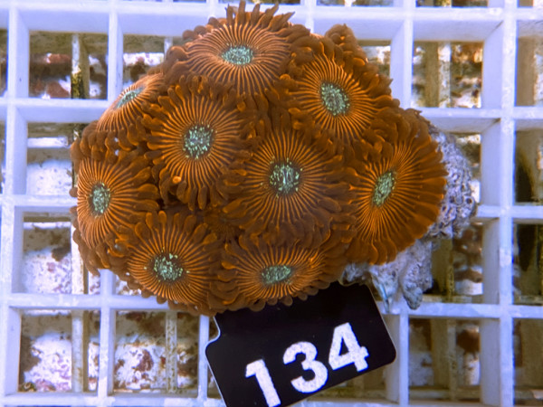 Zoanthus spec. - Red Magician (134)