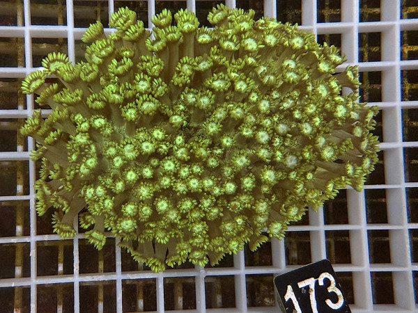 Goniopora spec. neon (173)