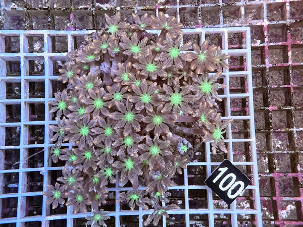 Clavularia spec. - Stolonifera, tricolor (100)