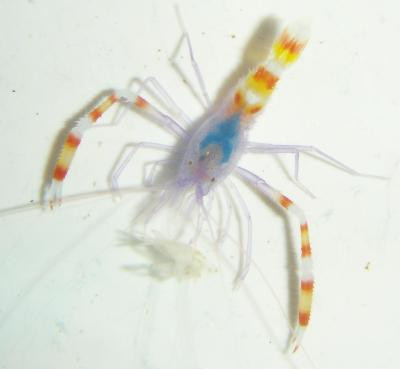Stenopus tenuirostris - blaue Scherengarnele - Paar