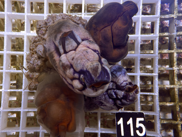 Polycarpa aurata - Gold-Seescheide (115)