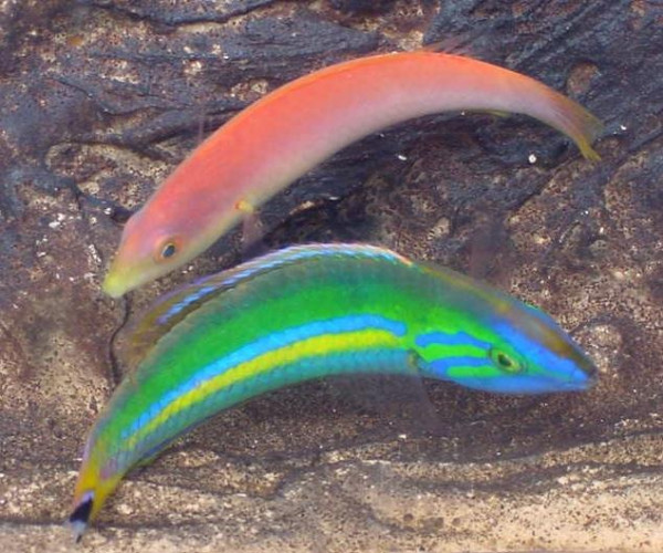 Pseudojuloides cerasinus - Multicolor-Lippfisch Weibchen