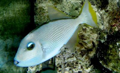 Xanthichthys auromarginatus - Blaukehl-Drückerfisch, Männchen