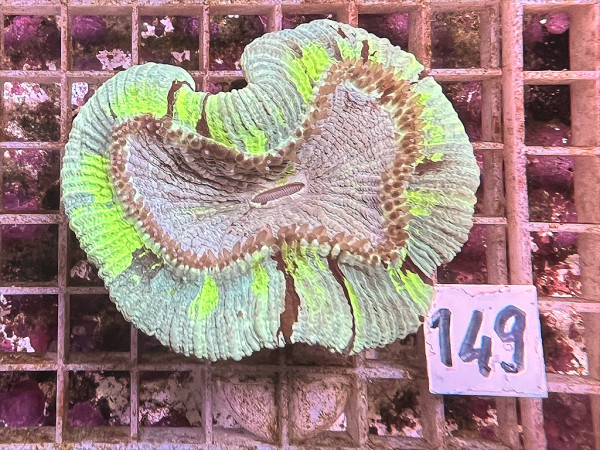 Trachyphyllia geoffroyi multicolor (149)