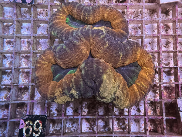 Lobophyllia spec. - Hirnkoralle ultra (69)