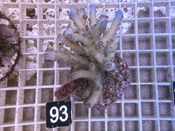 Acropora spec. (93)
