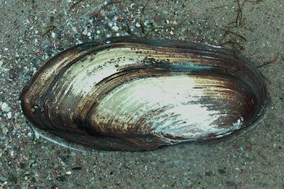 Pilsbryoconcha exilis - Tropische Süßwassermuschel