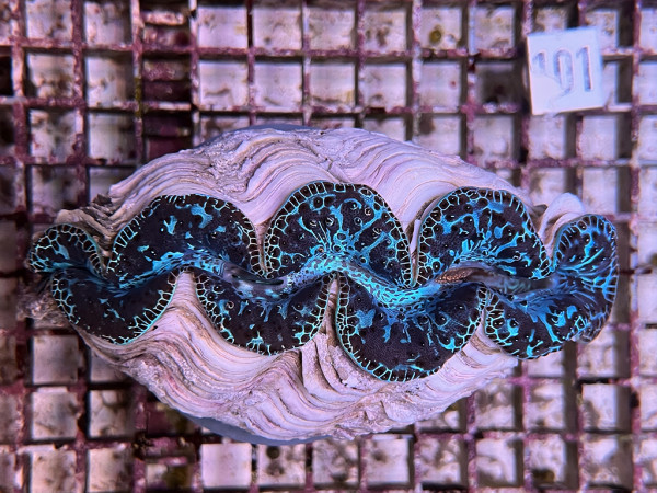Tridacna maxima blau ca.15 cm (101)