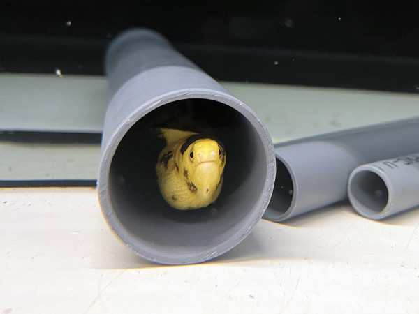 Gymnothorax miliaris - Banana Eel