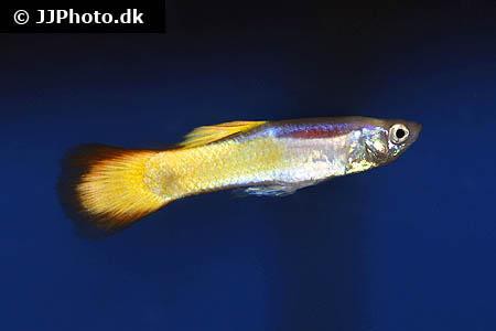 Poecilia reticulata - German Sunset Guppy Weibchen