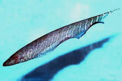 Gymnorhamphichthys rondoni - Langschnabel-Messerfisch