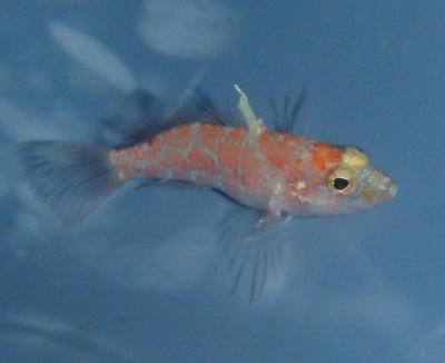 Plectranthias inermis - Antennen-Korallenwächter, nice!