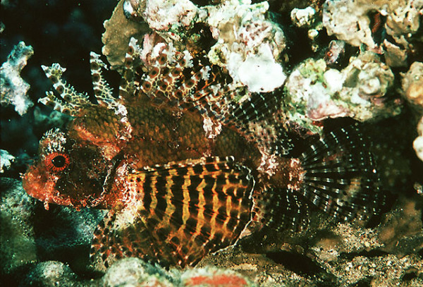 Dendrochirus brachypterus - Zwergfeuerfisch