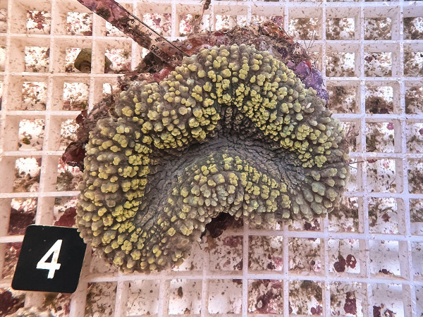 Lobophyllia spec. - Hirnkoralle ultra (4)