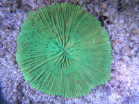 Fungia spec. - Pilzkoralle grün Fungia spec. - Pilzkoralle grün