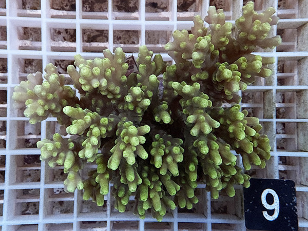 Acropora sp. (9)