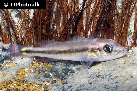 Cichla intermedia - "Gold" Augenfleckbuntbarsch