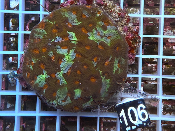 Favia spec.- ultra (106)