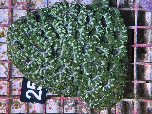 Acanthastrea spec. ultra (25)