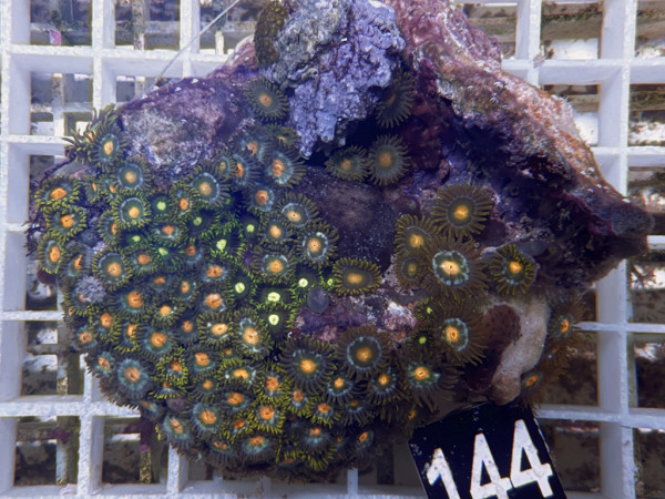 Zoanthus spec. Krustenanemonen (144)